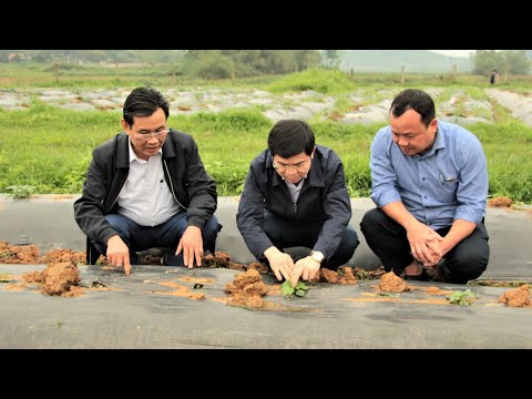 Thanh Chương: Phục tráng thành công cây Sâm Thổ Hào