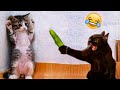 Funny Animal Videos 2023 😹 - Funniest Dogs and Cats Videos 😻 #53