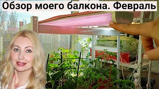 Мой Балконный Рай! Выращиваю Помидоры, Огурцы, Перец, Арбуз, Салаты. Обзор Огорода На Балконе 2024