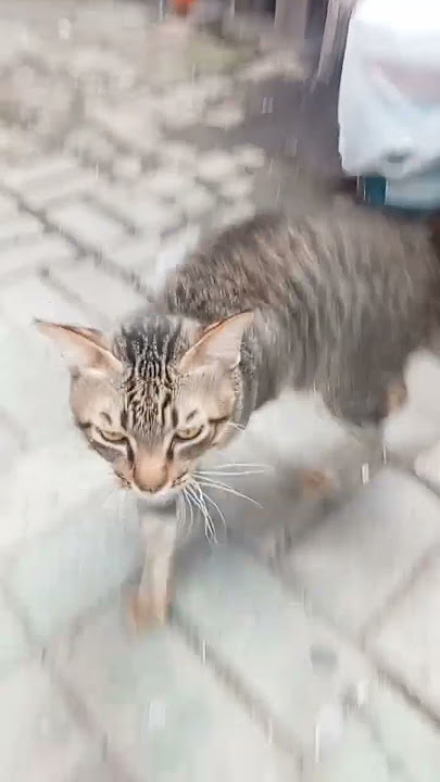 kadang terlihat garang