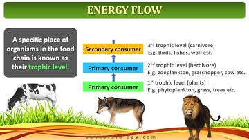 Ecosystem - Part 2  Energy flow