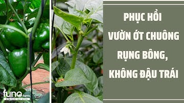 Phục hồi vườn ớt chuông rụng bông, không đậu trái - FUNOFARM