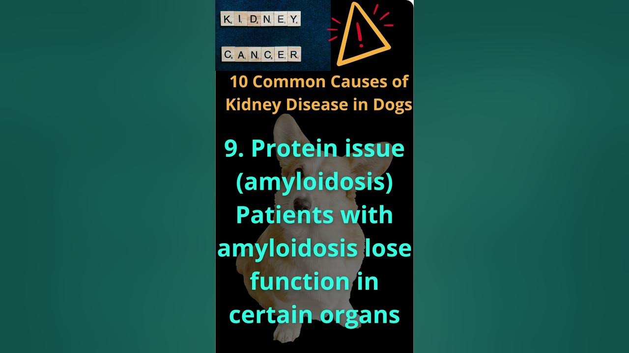 09-10-common-causes-of-kidney-disease-in-dogs-shorts-youtube