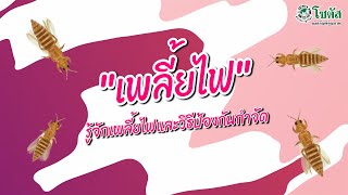 "เพลี้ยไฟ" มารู้จักเพลี้ยไฟและวิธีการป้องกันกำจัด