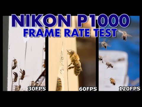Video Nikon P1000 - Frame Rate Test: 15 - 120 FPS - youtube