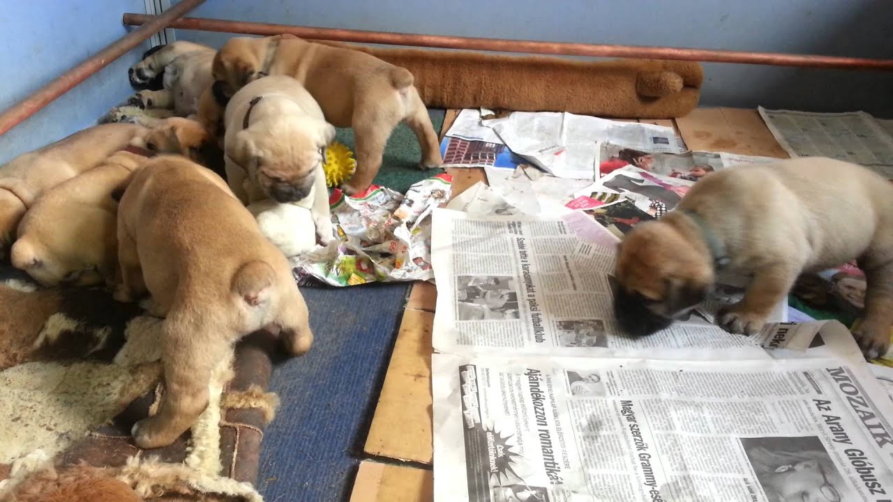 newborn boerboel puppies