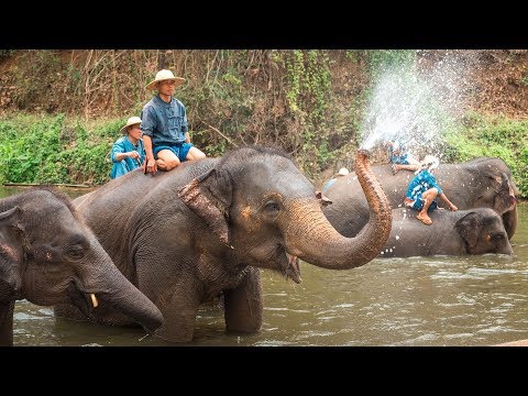 Купание слонов в Thai Elephant Conservation Center