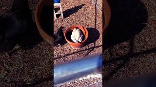 Miss Prissy taking dirt bath! #chicken #farmfresheggs #egg #gardening #garden #organicgardening #luv