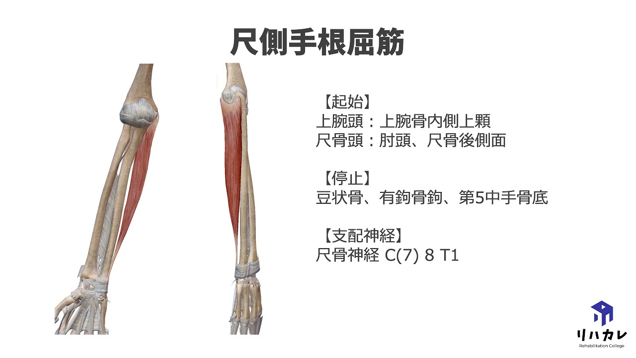 Images Of 尺側 Japaneseclass Jp