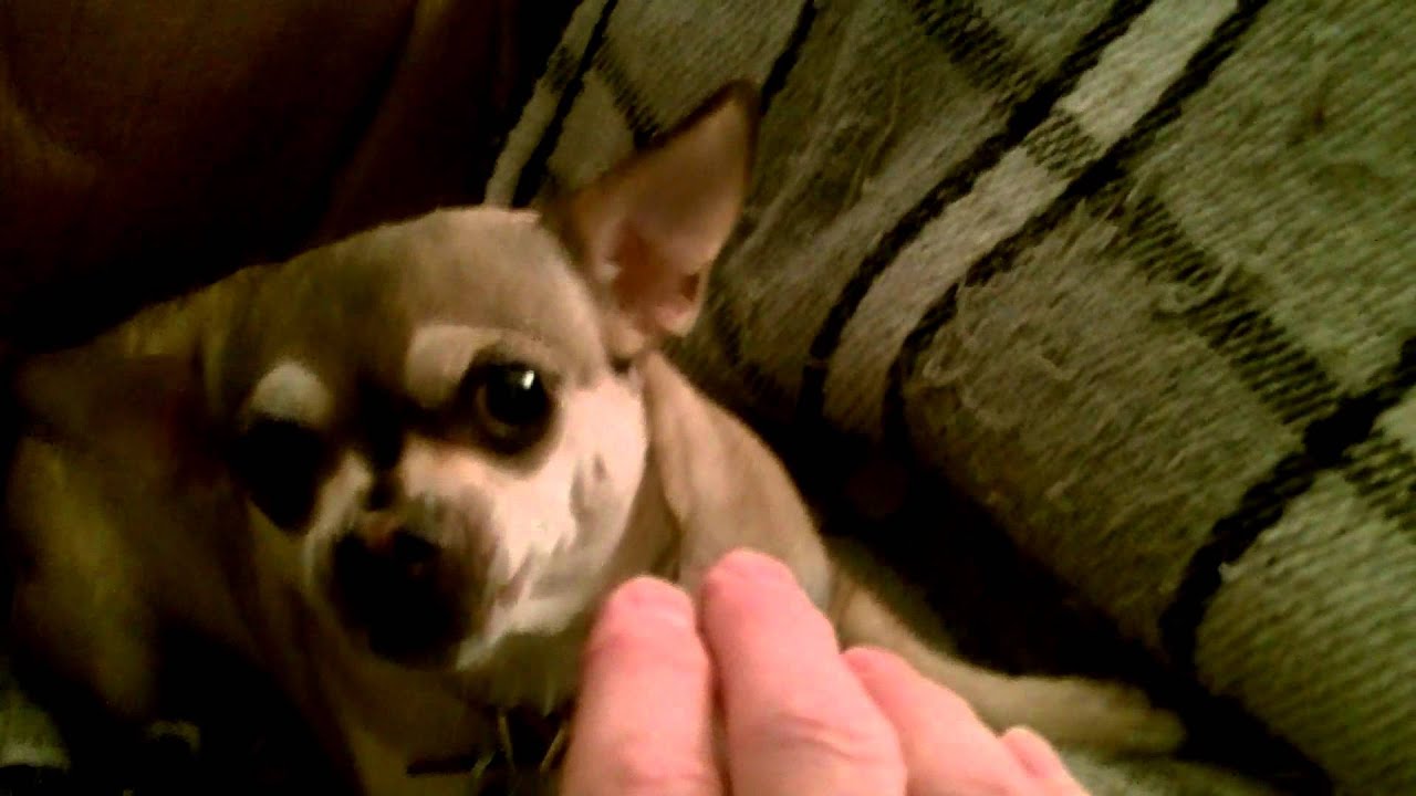 Growling and Biting Chihuahua YouTube