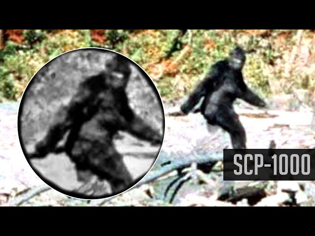 I Hunted A Monster That I Couldnt Escape From SCP 1000 Finding Bigfoot 