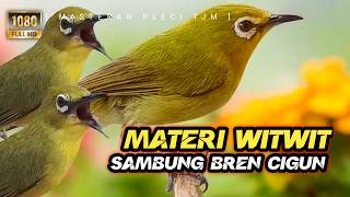   Masteran Pleci Materi Witwitwit Sambung Bren Cigun Panjang 