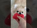 ベントレーよりポメラニアン
