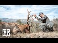 Giant tule elk in california  mark v peterson hunting