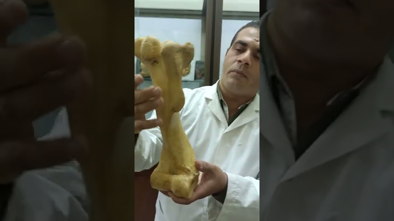 Humerus comparative دكتور رمضان ساري