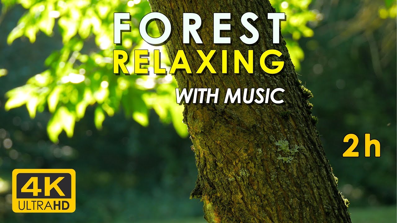 Music Sunset Relaxing nature sounds and calming music for sleeping and meditation at ...