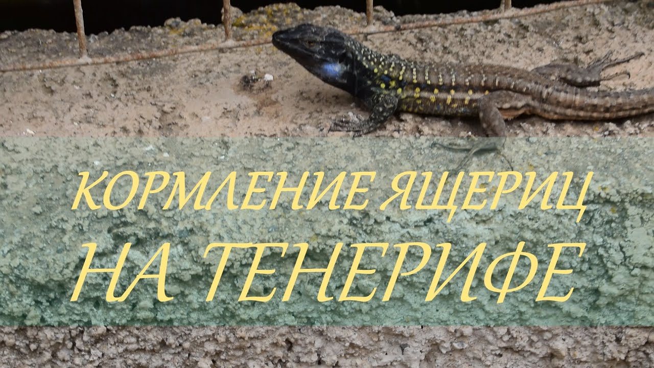 🦎 ТЕНЕРИФЕ Кормление Ящериц /Gallotia galloti palmae eating vegetable Tenerife