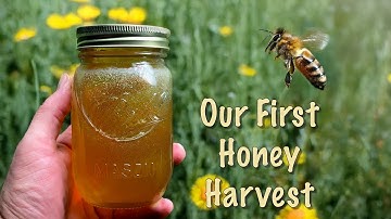 Harvesting Honey for the First Time!