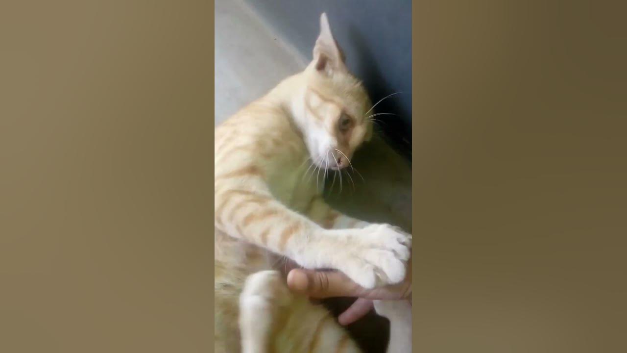 my sweet little cat is playing with my hand YouTube