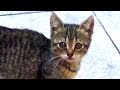 成猫に威嚇して頑張る可愛い子猫 子ネコ歩き 猫いっぱい!w