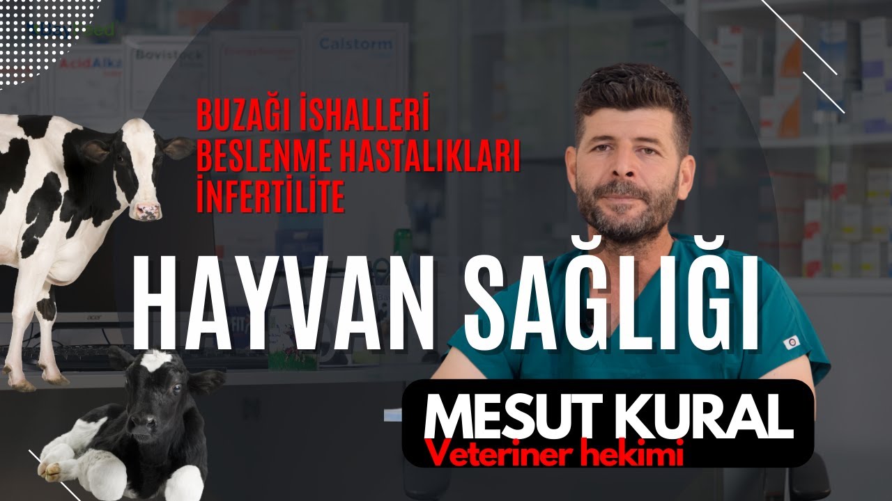 Bayfeed ile Hayvan Sağlığı: Buzağı İshalleri, Beslenme Hastalıkları ve İnfertilite -Vet.Mesut KURAL
