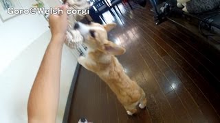 20130921 Part 5 cute corgi puppies, toy / コーギー子犬 ロープおもちゃ