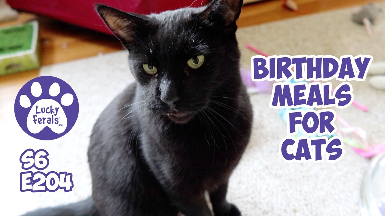 birthday-meals-for-cats-a-new-turbo-track-s6-e204-rescued-cats