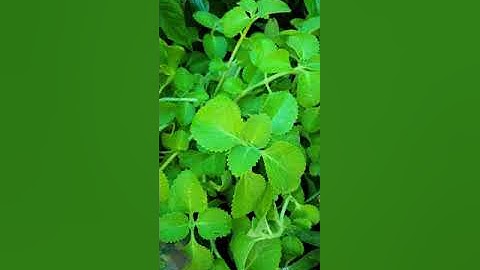 Los hws kis loj zoo tshuaj thiab tseem tiv thaiv kev phem thiab.