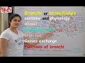 Bronchi anatomy & physiology in hindi | bronchial tree | bronchioles | alveoli | gases exchange