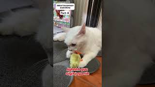 The consequences of online gambling addiction part 4 #shorts #short #warungkucing
