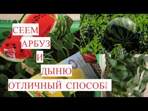 Рассада Арбуза, Рассада Дыни. Отличный Способ Посева на Рассаду!