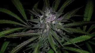 OMMPgrowers frosty nuggs harvest time