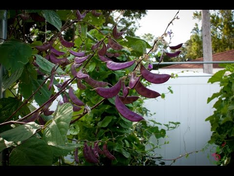 וִידֵאוֹ: Growing Hyacinth Bean Vine: מידע וטיפוח צמח שעועית Hyacinth Bean