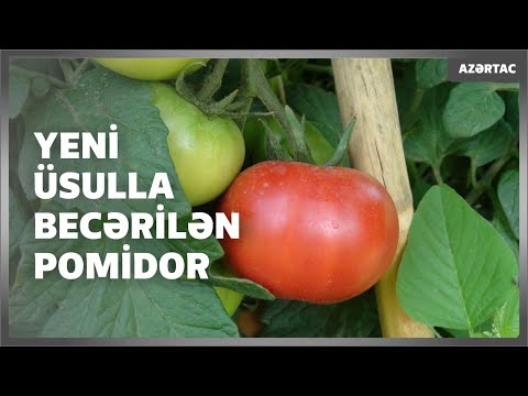 Saatlıda yeni üsulla pomidor becərilir