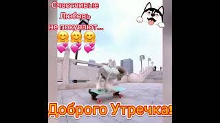 Собака щенок скейт #funny #music #прикол #dog