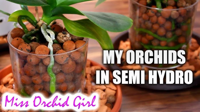 83 How To Convert Indoor Plants to LECA (Clay Pebbles): A Semi-Hydroponic  System