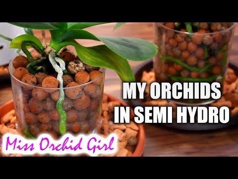 Video: Orchid In Expanded Clay: Growing Secrets. How To Water And Plant? Do You Need Expanded Clay For An Orchid?