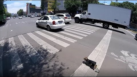 Very Fast Doggo Running at Incredible Hihg Speed