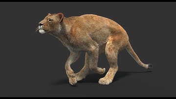 Realistic Lioness 3D Model & Animation with Fur | PROmax3D
