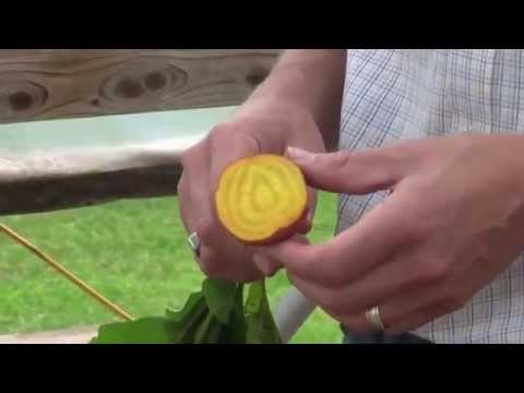 Video: Beet Varieties