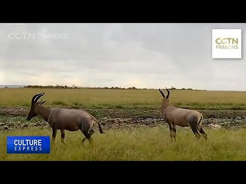 Vidéo: Quels Parcs Nationaux Au Kenya Sont Les Plus Intéressants
