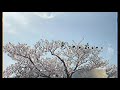 みらん 「意地と寂しさと」   MV