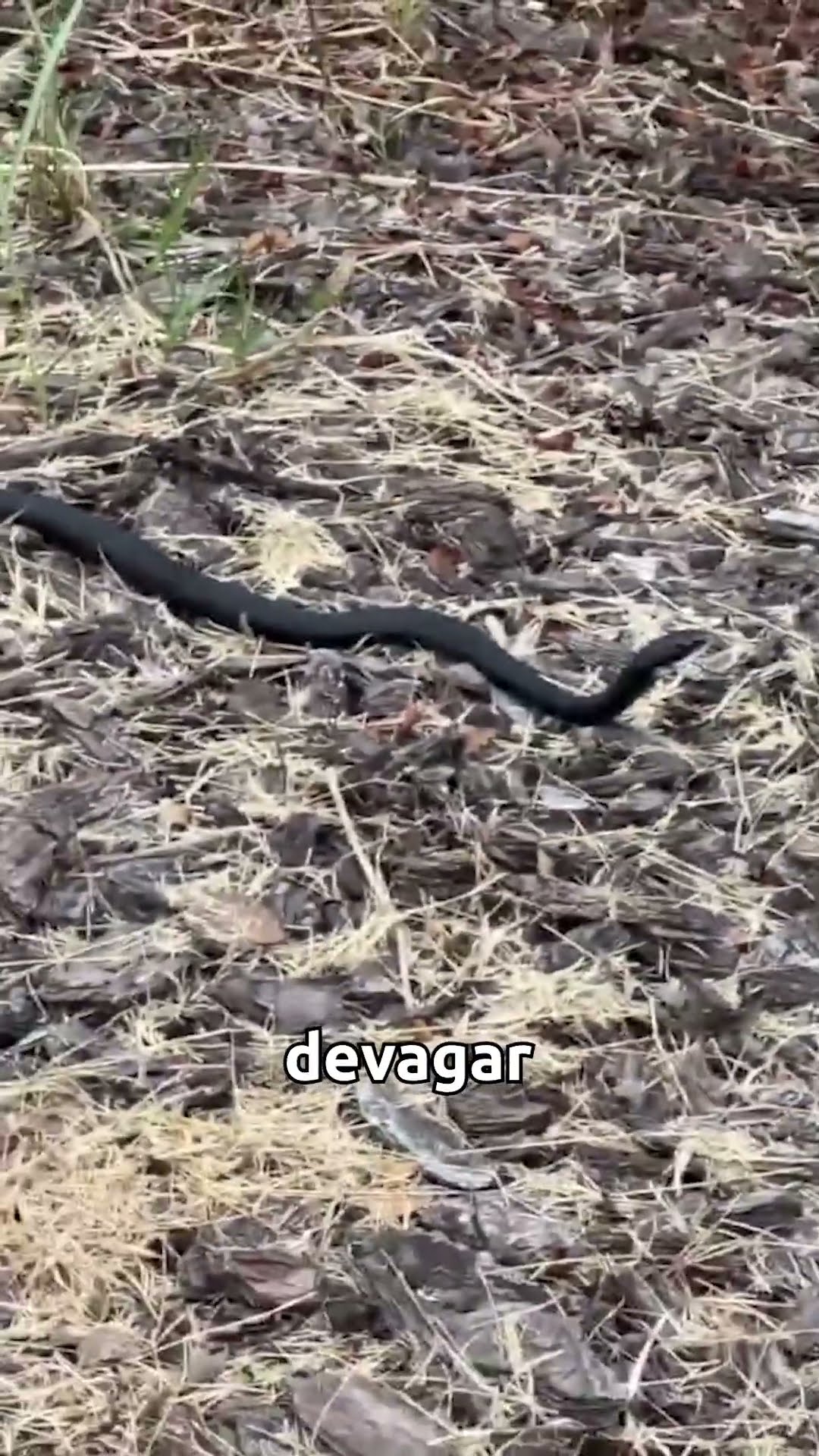 ENCONTRAMOS UMA COBRA PERIGOSA - Família Brancoala #Shorts