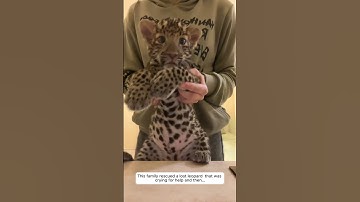 This family rescued a lost leopard  that was crying for help and then...