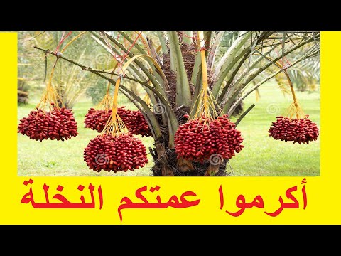 عجائب النخيل