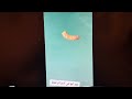 السياحة في الزازاير العربية المسلمة الفينيقية الباديسية ا السياحة في الزازاير العربية المسلمة الفينيقية الباديسية ا