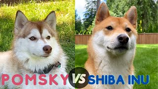 Should You Get a Shiba Inu or a Pomsky?