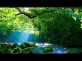 Relaxing Sleep Music: Deep Meditation Music, Stress Relief,  "Dancing with Nature" By Tim Janis
