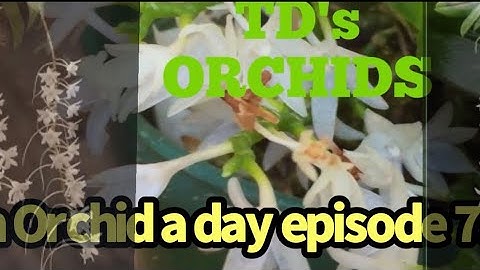 AN ORCHID A DAY EPISODE 792 AERANGIS MODESTA #orchids #madagascarorchid
