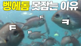 벵에돔 낚시 실패원인 / 발포찌 입질의 순간 / 이연복 셰프님의 멘보자리(?)